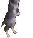 CatPrayAllah animated emote