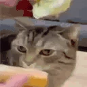 butterBror emoji
