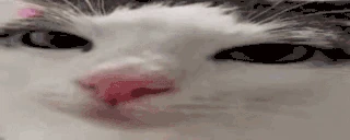 plinkflash emote
