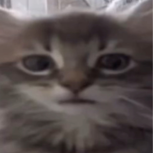 siilyus avatar