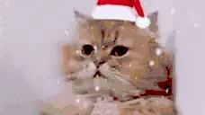 eh emote