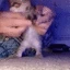 catDancing emote