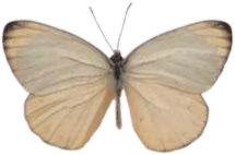 vintagebutterfly emote