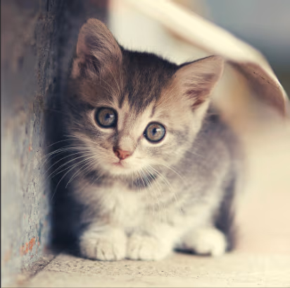 Cute_Cat emote