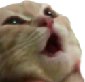 catGasm static emote