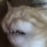 CE_DISGUTANG emote