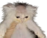 britecat emote