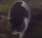 CatBounce emote