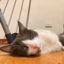 zootkat_79002 emote