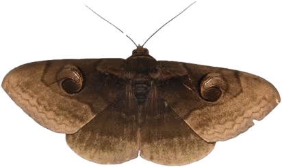 darkbrownmoth emote