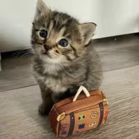 travelLuggage_Cat emote