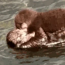 OtterSnuggle emoji