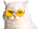 coolkat emote