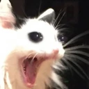 catscream3 emote