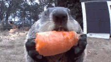 eat emote