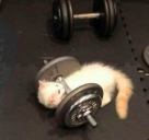 gym static emote