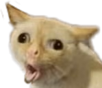 PogCat emote