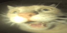 wtf emote