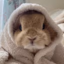 comfyBun emote