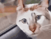 OfflineFeeling animated emote