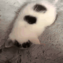 love animated emote