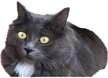 catshook emote