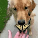 zlo emote