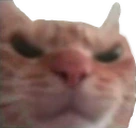 MadCat emote