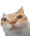 catErm emote