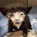 milkCat emote