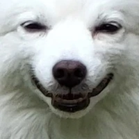 Creepy_dog_face emote
