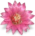 flower_cactus emote
