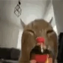 CokeShakeyBuhFlip emote