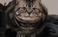 333 emote