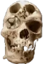 skull_merged emote
