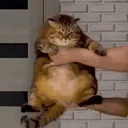 THIS emote