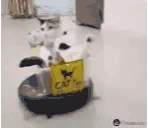 CATBERACING emote