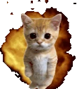 gatoBoom emote