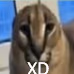FloppaXD emote