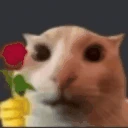 CatRoseButFuckU emote