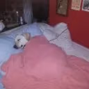 Sleep emote