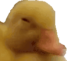 notsmh static emote