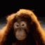No_Monkey animated emote