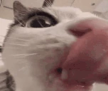 plick emote