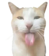 CatLick emote