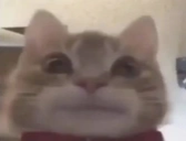 monKat static emote