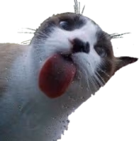 cat_licks emote