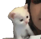 CatKissy emote