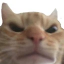 angrycat emote