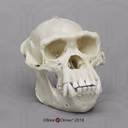 monkeskull emote